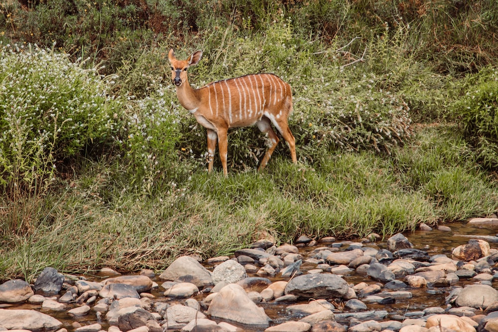 Wildehondekloof Private Game Reserve 32/72