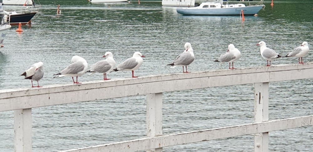Seaport Village 2/50