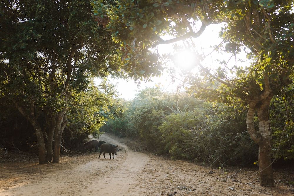 Jetwing Safari Camp 38/50