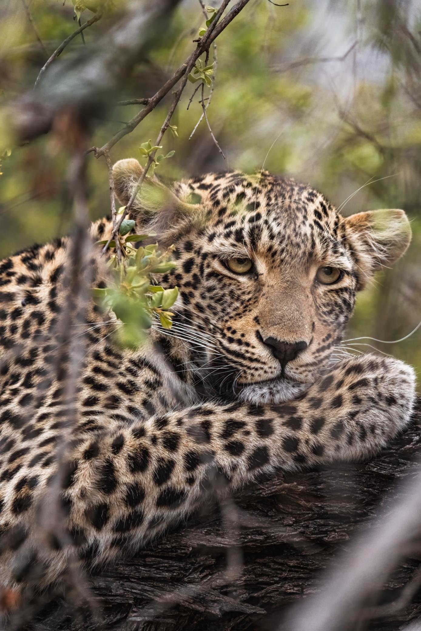 Cheetah Plains Private Game Reserve 6/96