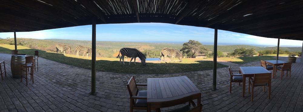 J-Bay Zebra Lodge 36/50