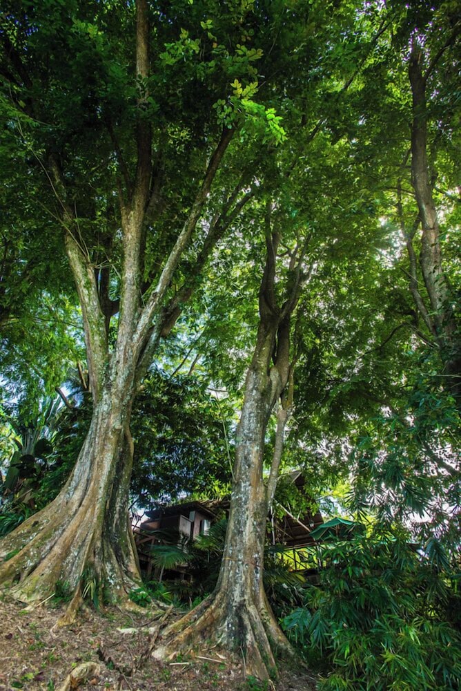 The Dusun 38/50