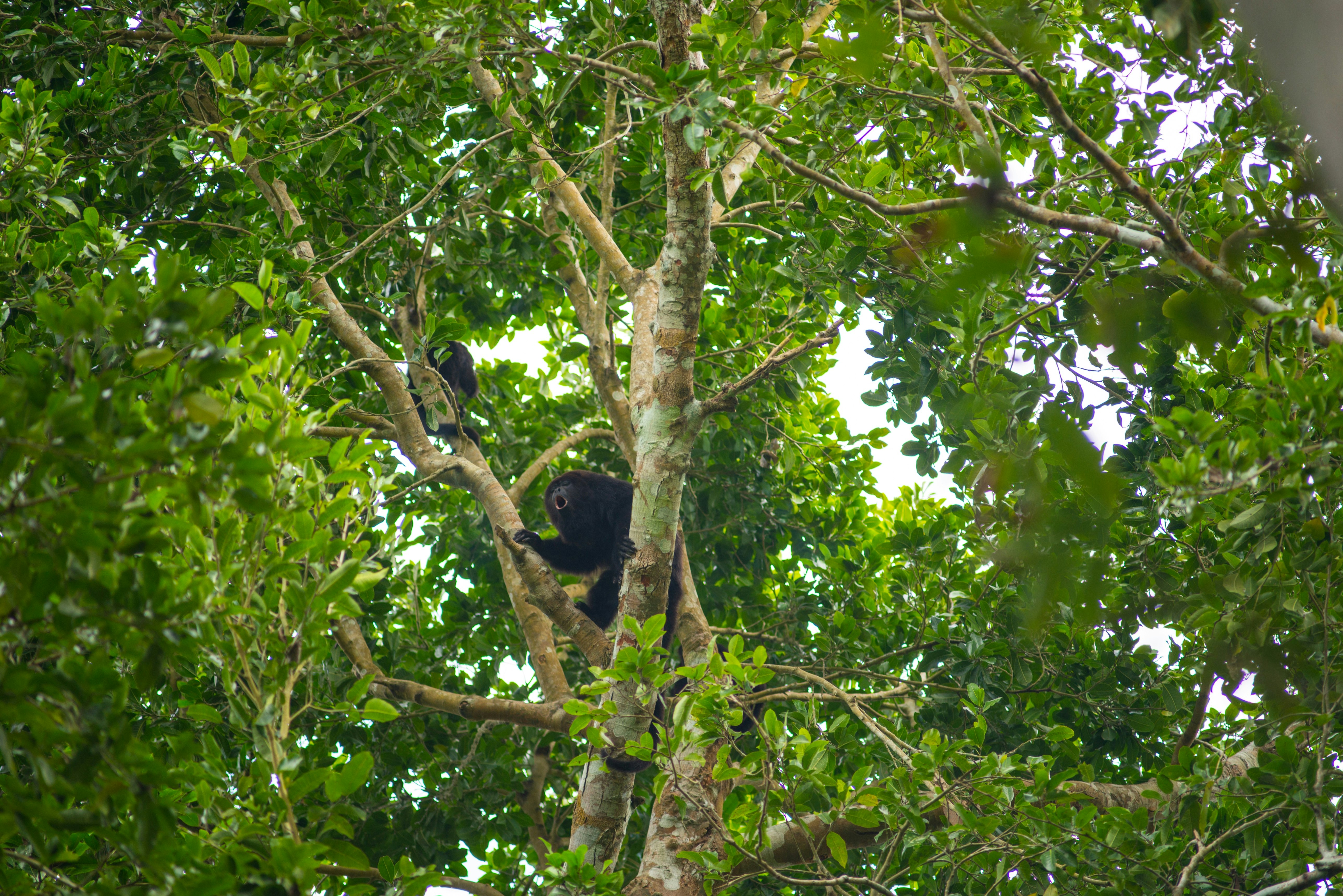 The Explorean Selva Maya Kohunlich 43/50