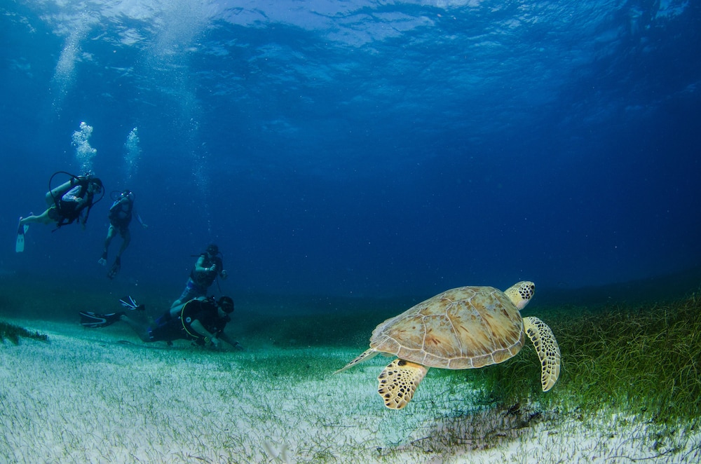 Akumal Natura Glamping 39/50