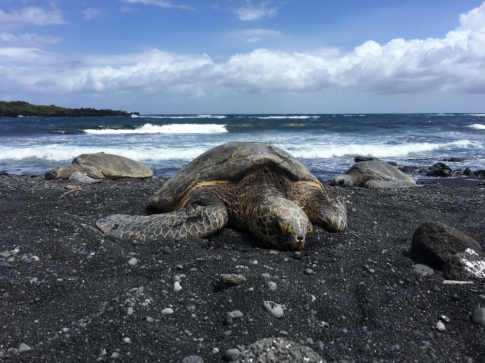 Hawaii Island Resort 28/42