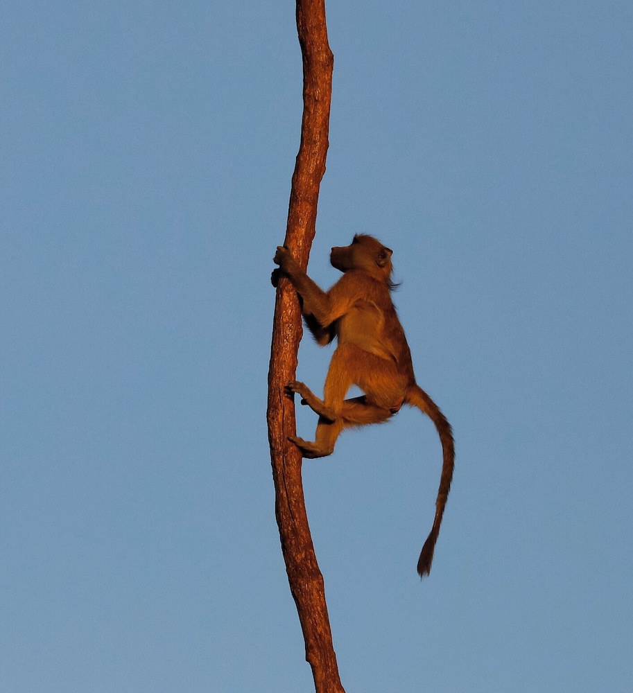 Camp Nkwazi 17/29