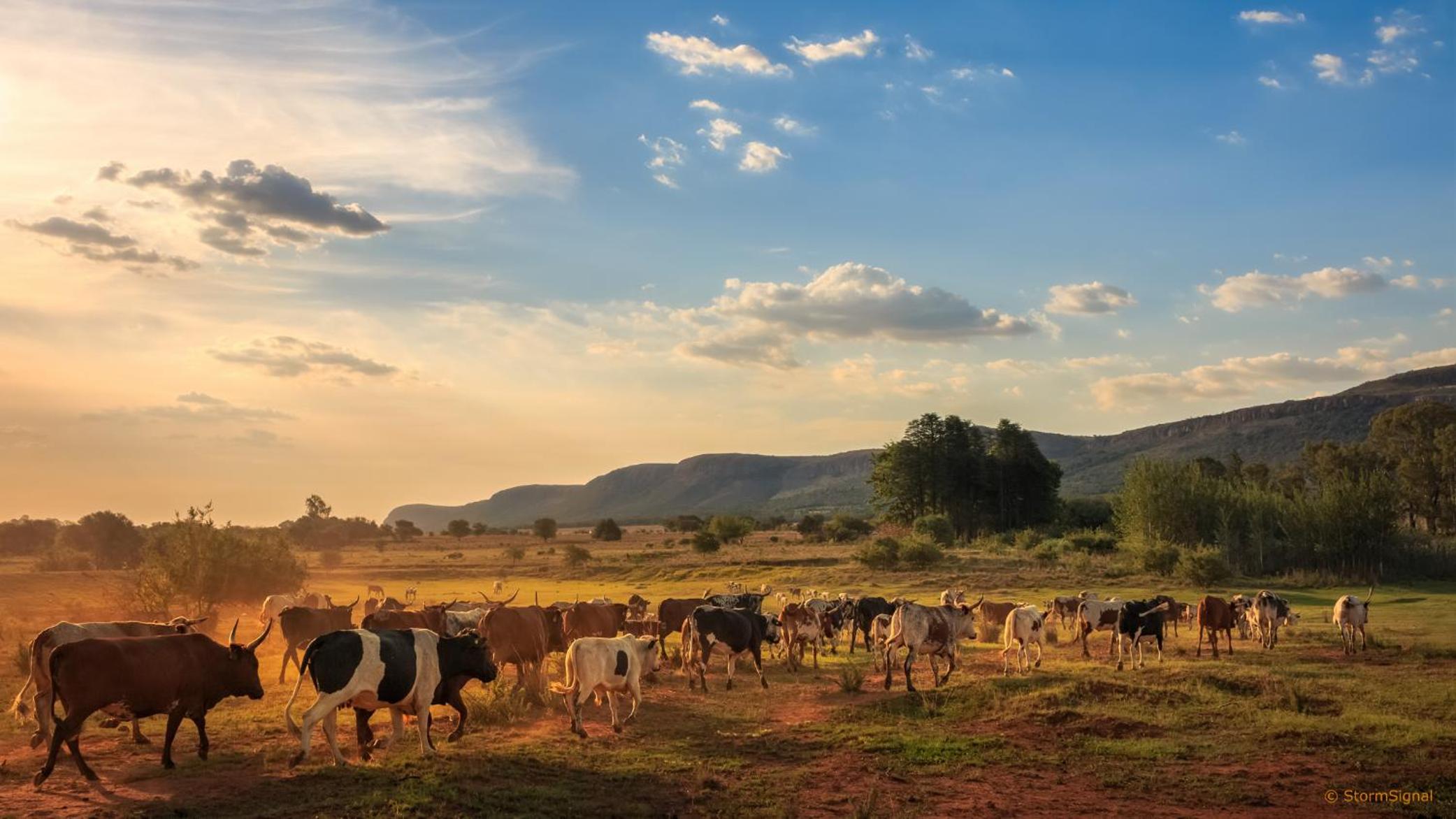 Thaba Manzi Ranch 12/27