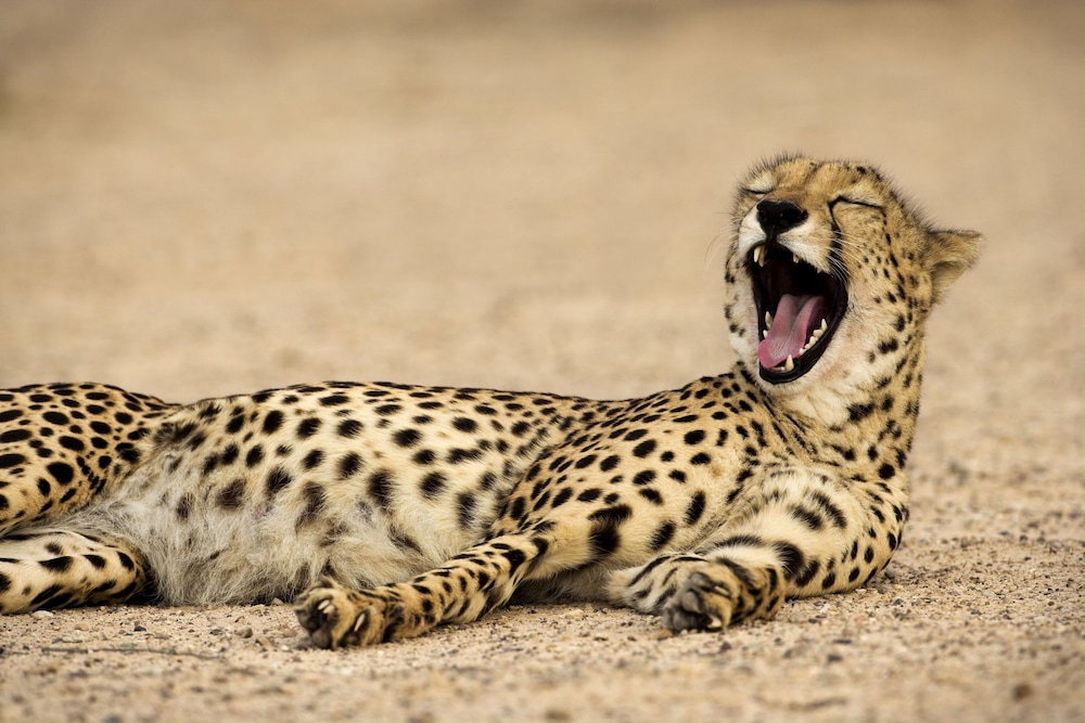 Anantara Sir Bani Yas Island Al Sahel Villa Resort 22/61