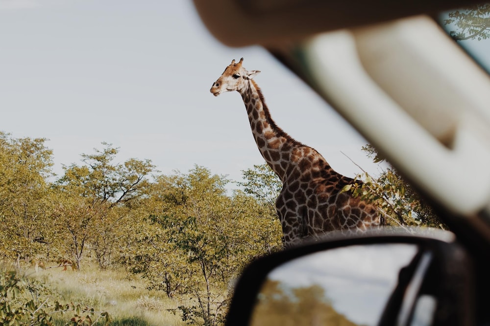 Etosha Safari Camp 9/42