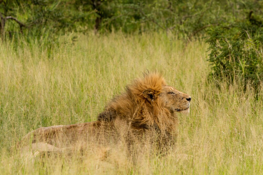 Tintswalo Safari Lodge 42/50