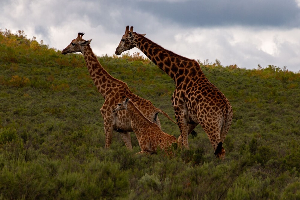 Wildehondekloof Private Game Reserve 62/72