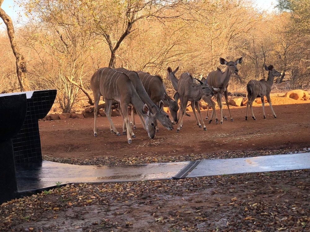 Imbube Safari Lodge 45/50