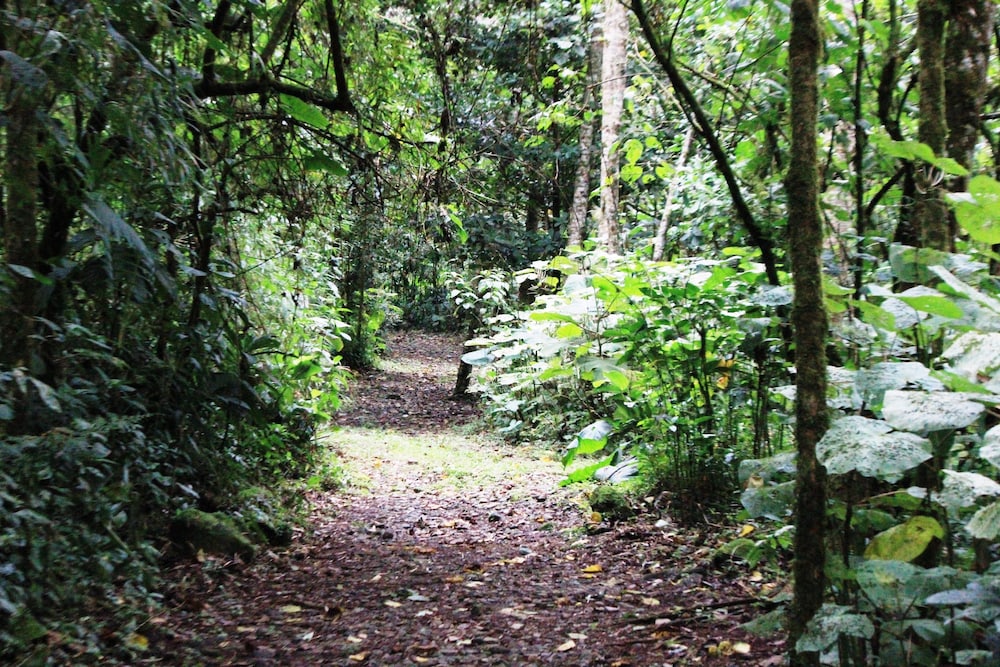 Bosque de Paz Lodge y Reserva Biologica 2/58