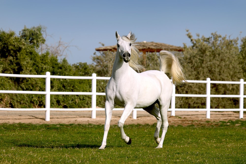 Anantara Sir Bani Yas Island Al Sahel Villa Resort 36/61