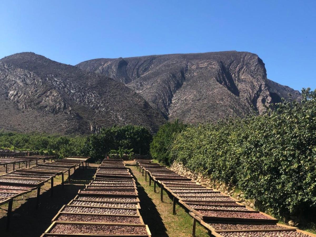 Weltevrede Fig Farm 8/13