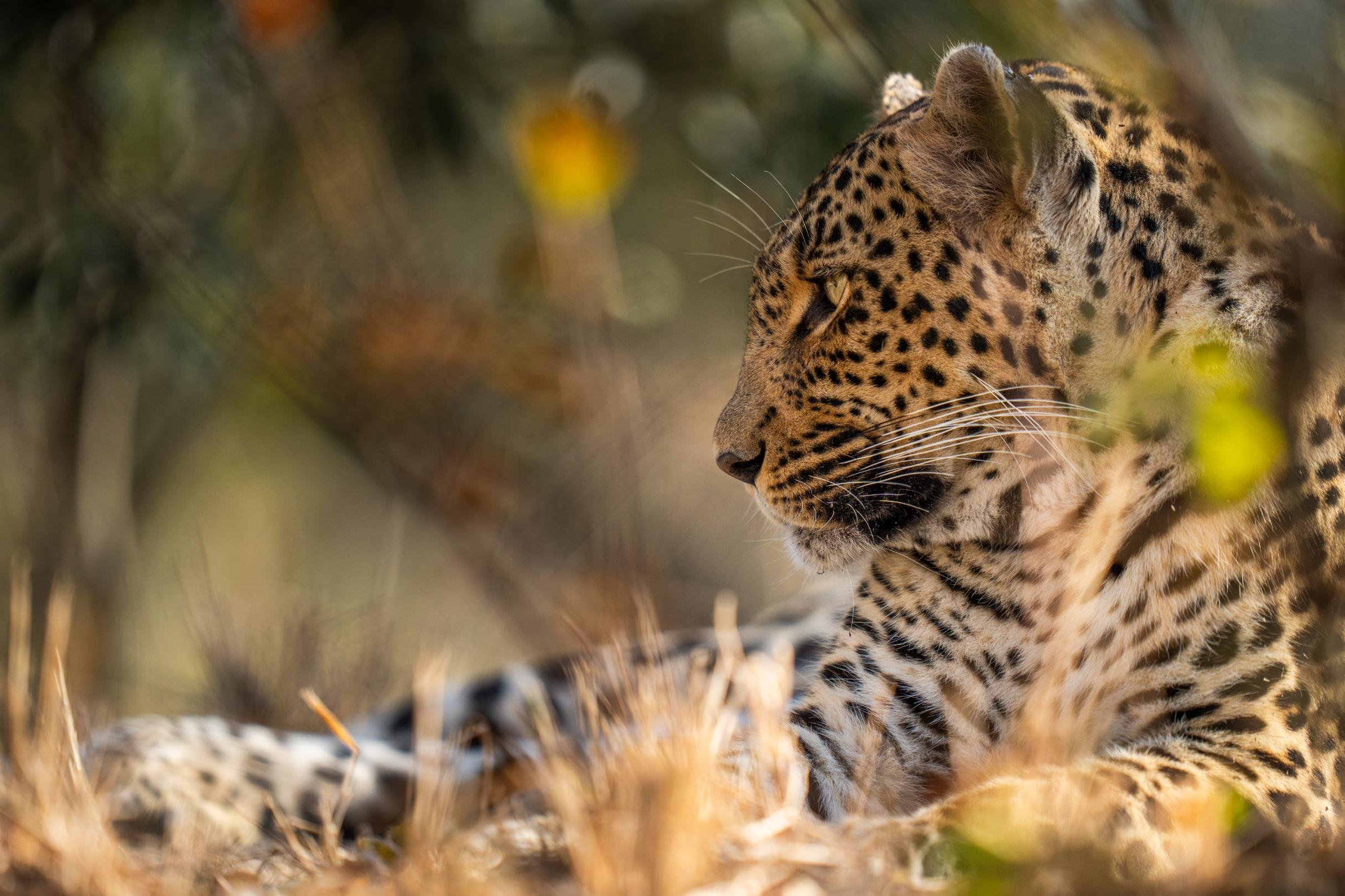 Cheetah Plains Private Game Reserve 27/96