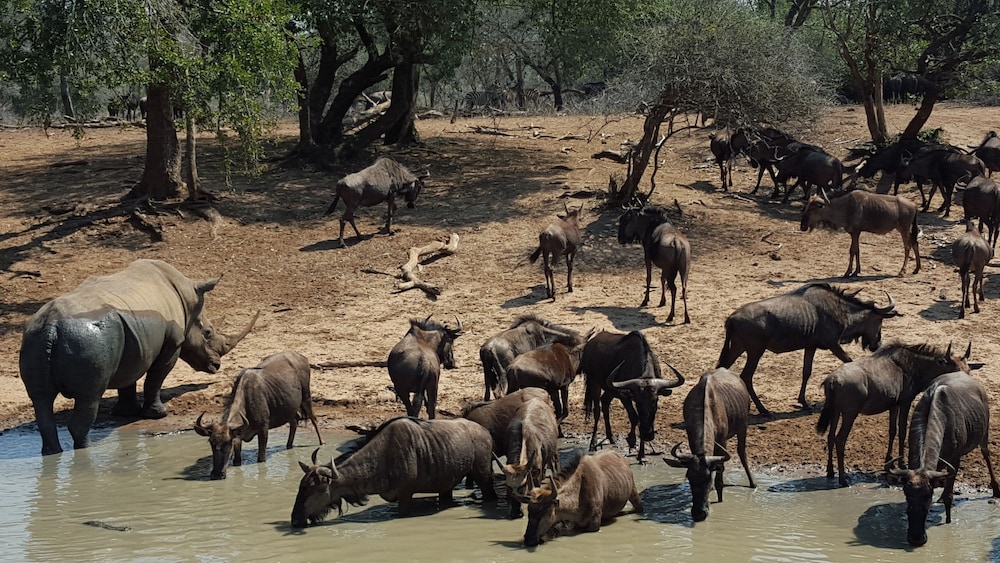Bushwillow Collection 24/33