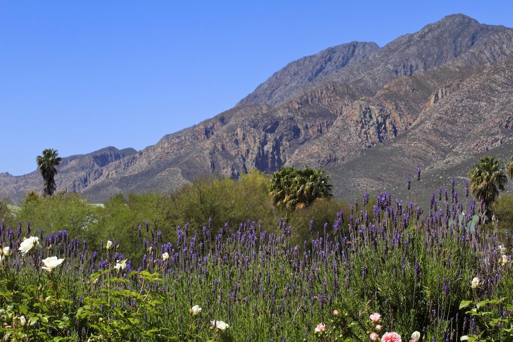 Montagu Vines Guest House 32/50