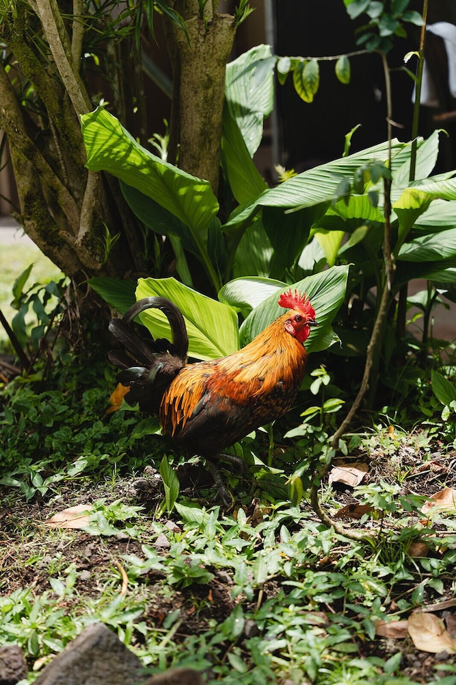 Hawaiian Sanctuary 44/50