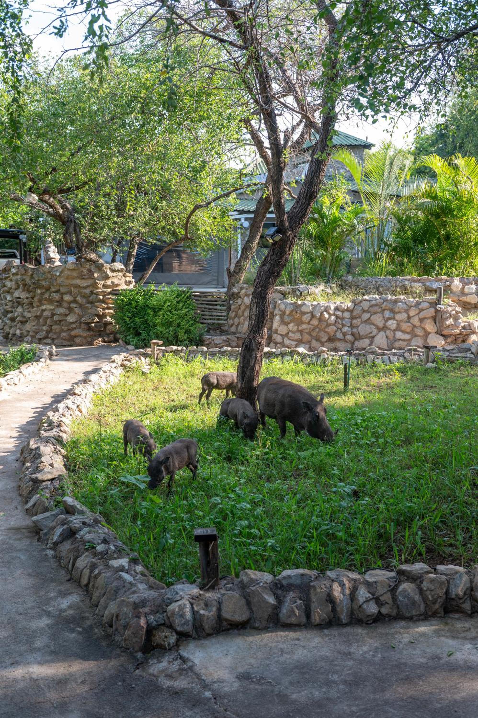Foxy Crocodile Bush Retreat & Kruger Safaris 36/43