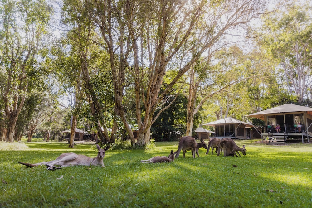 Habitat Noosa Everglades Ecocamp 55/65