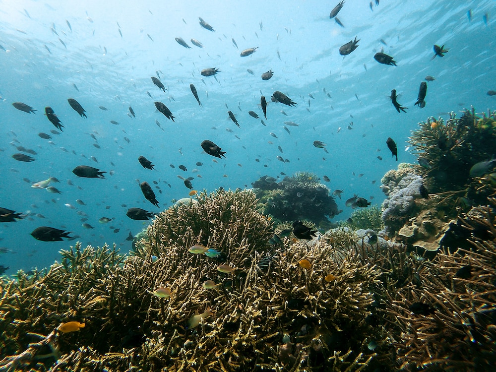 Menjaga Bay Resort Komodo 35/40