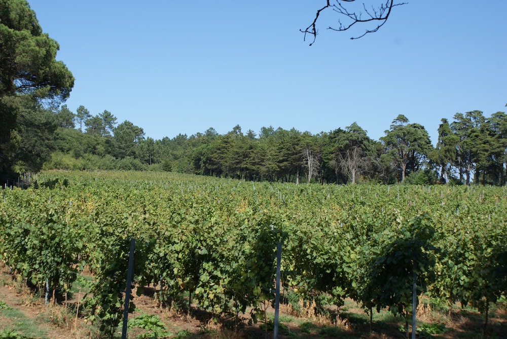 Quinta Do Paco D Anha 55/67