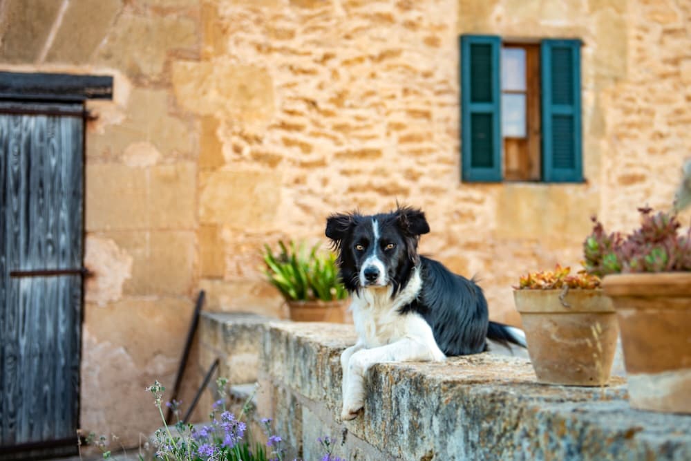 Finca Sos Ferres D'en Morey 20/50