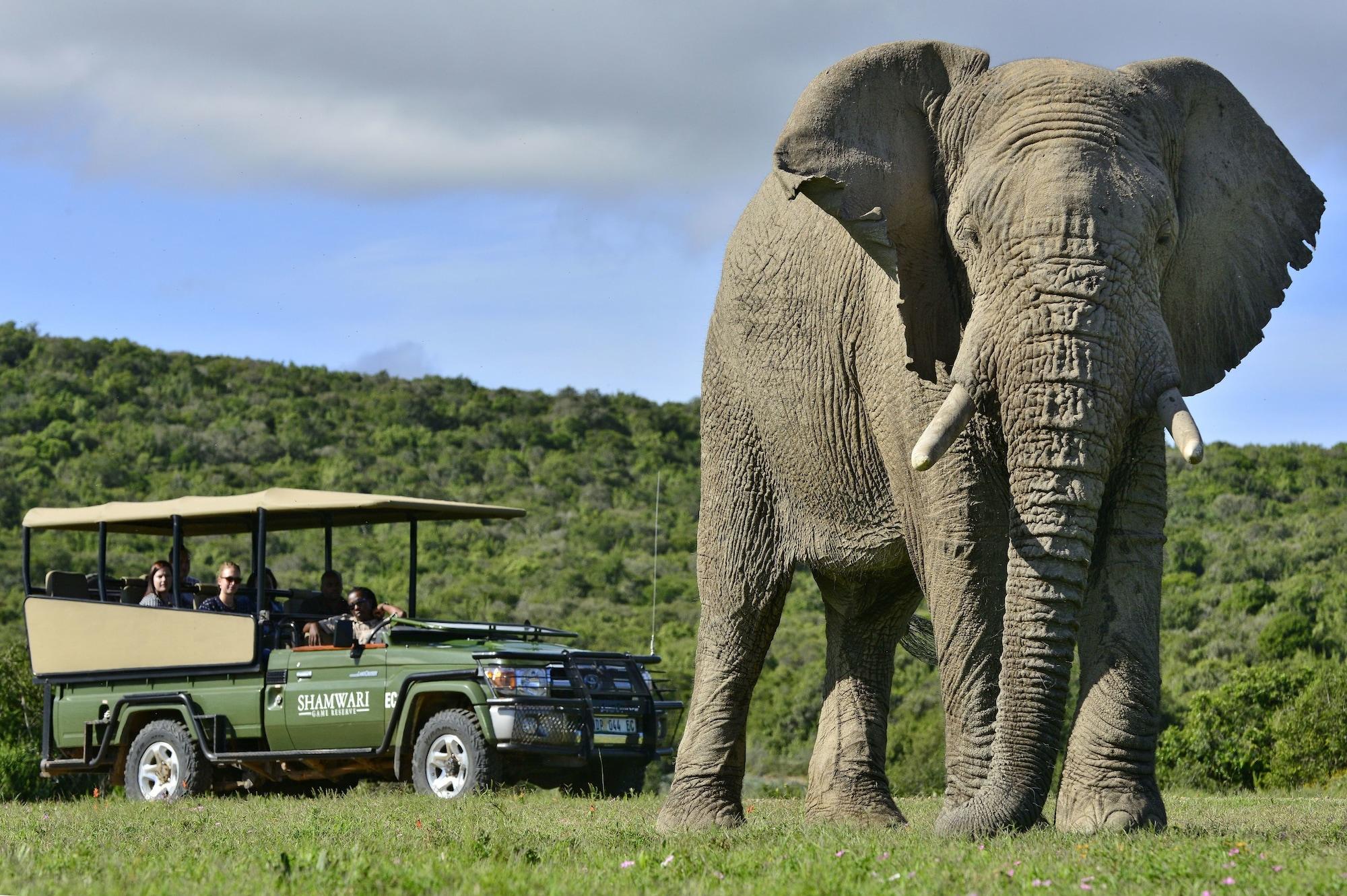Shamwari Game Reserve - Eagles Crag 32/55