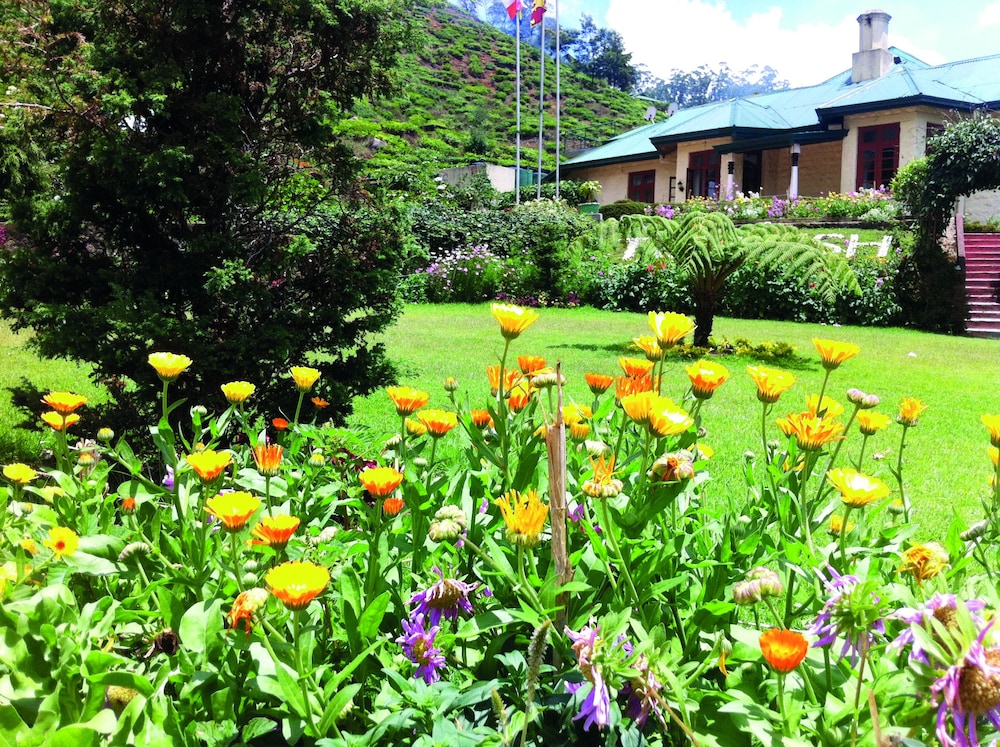 Tea Bush Hotel 65/71