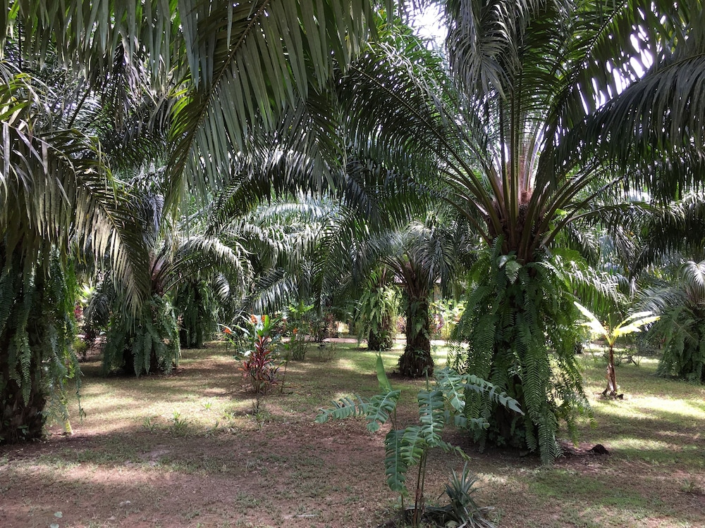 Khao Sok Palm Garden Resort 14/18