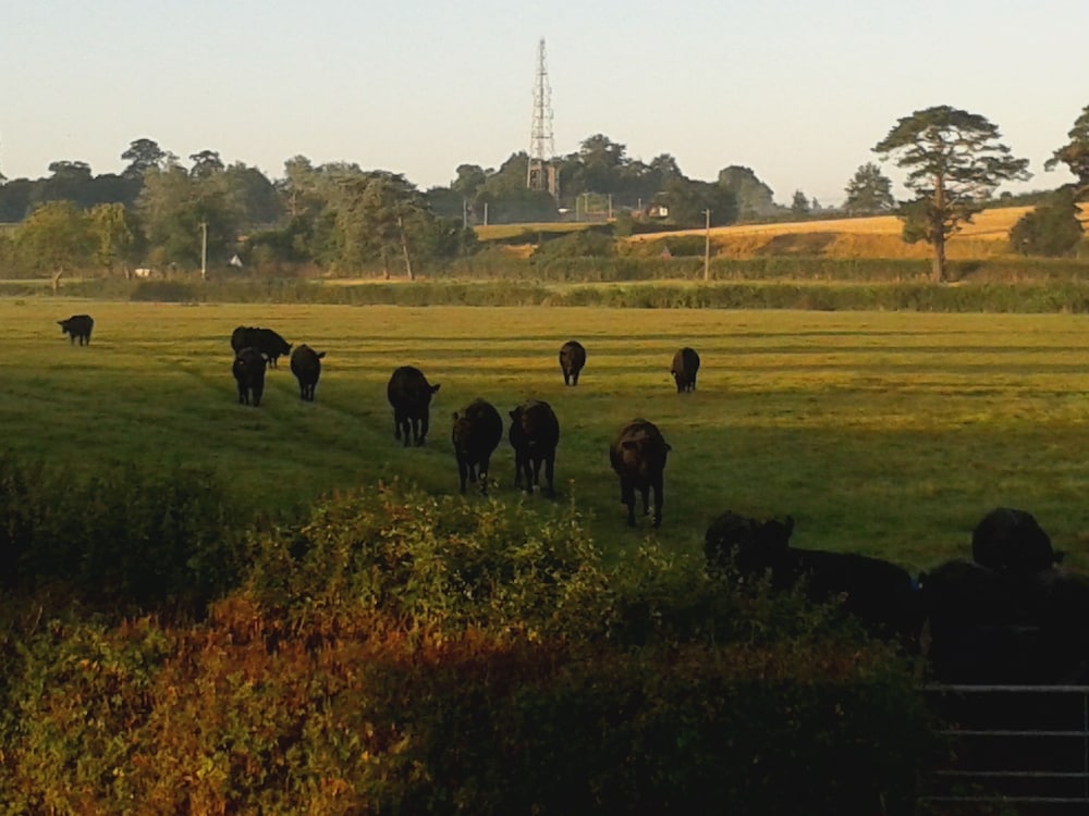 Courtbrook Farm 43/50