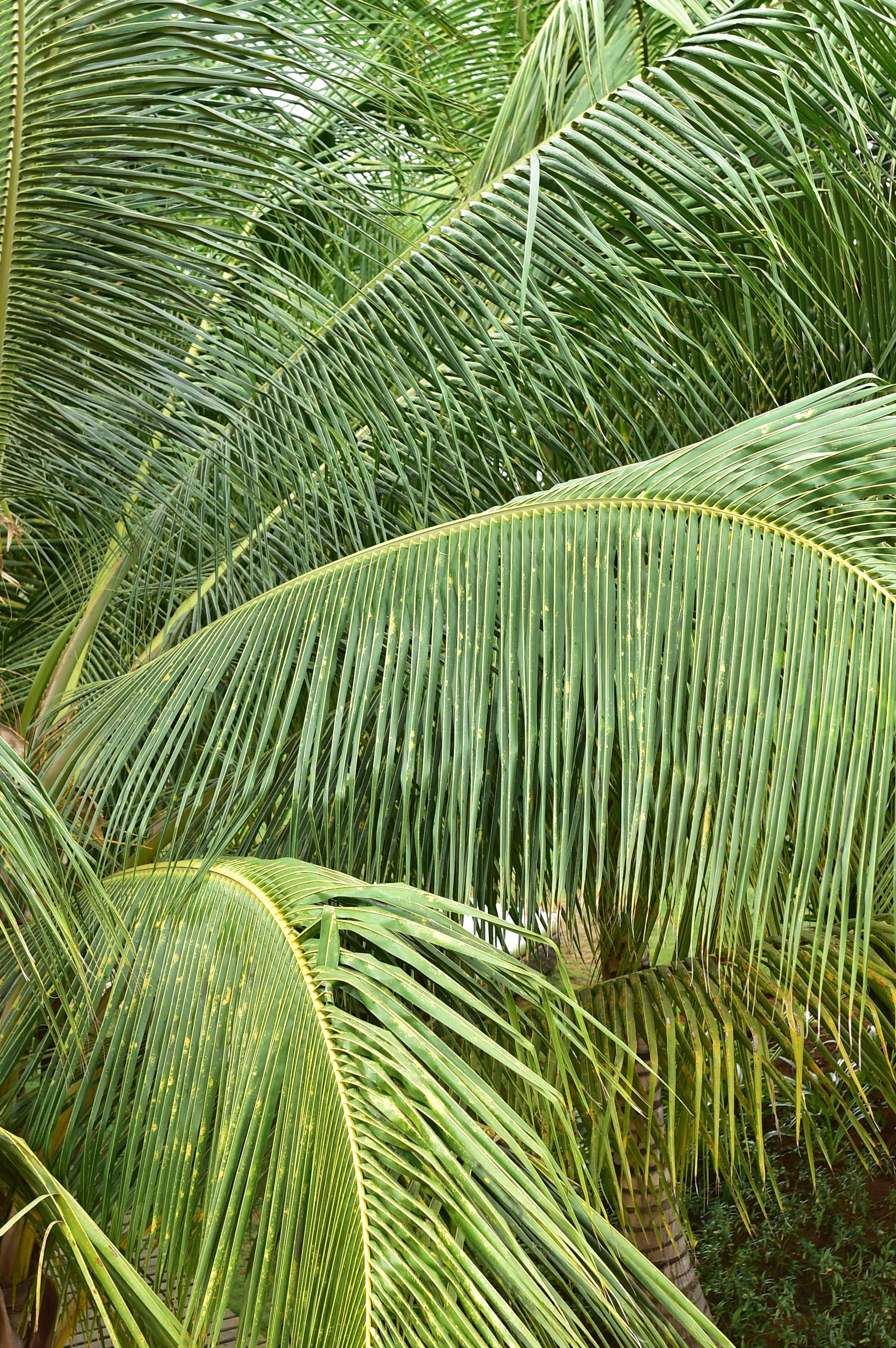 Pestana Sao Tome Ocean and Spa Hotel 29/60
