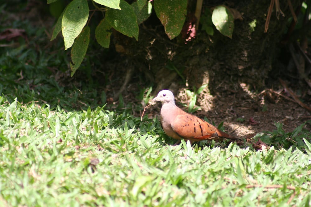 Arenal Country Inn 40/63
