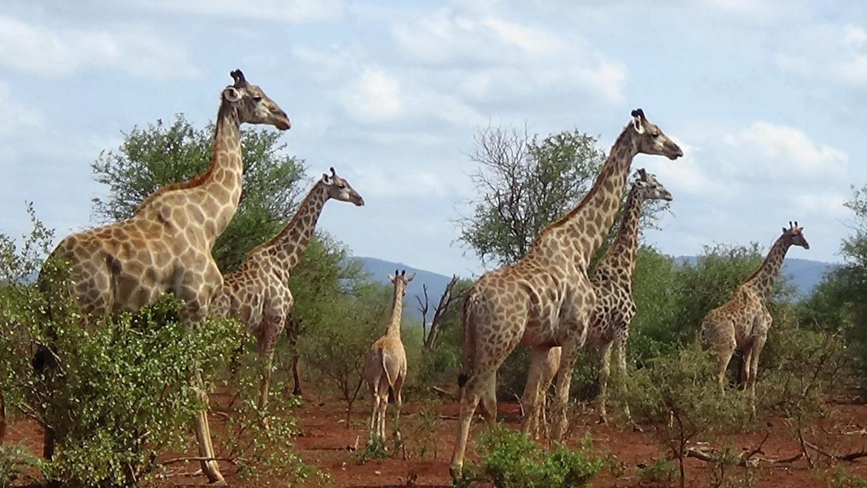 White Elephant Safari Lodge 14/21