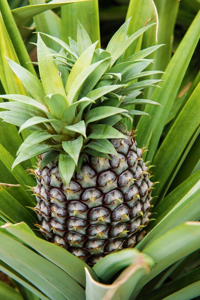 Herdade Do Ananas 29/65