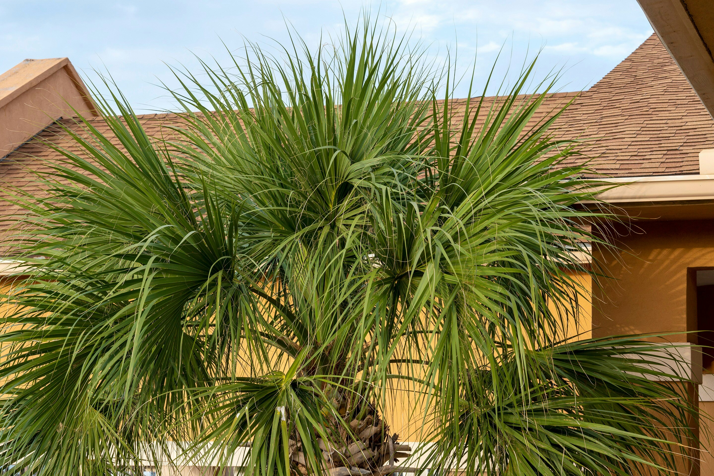 Island Inn By OYO Galveston Beach, TX 39/45