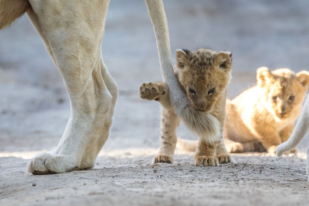 Pumba Private Game Reserve 26/50