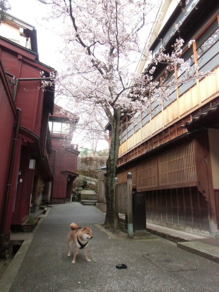 Kanazawa Share House Gaooo 2/18