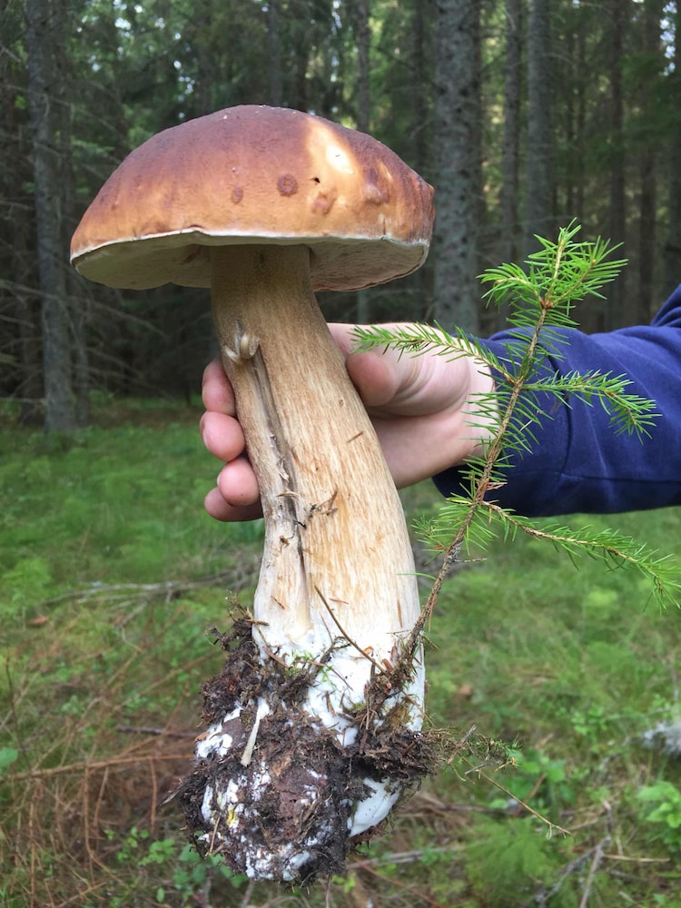 Kungskvarnen Borgvik 43/47