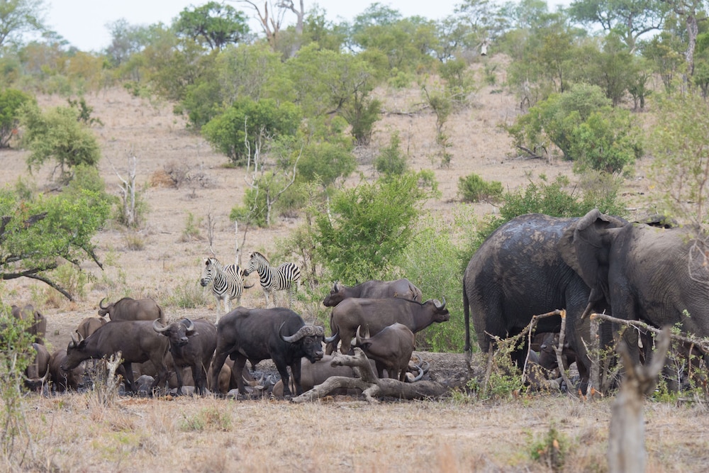 Buffelshoek Tented Camp 24/35