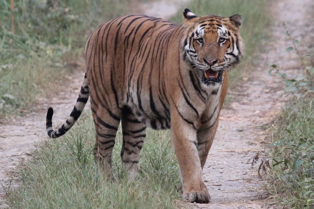 Jungle Wildlife Camp 33/41