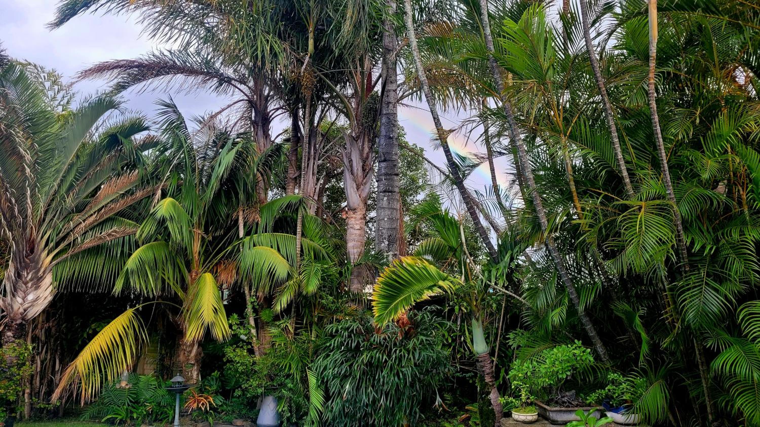 Kennington Palms 11/16