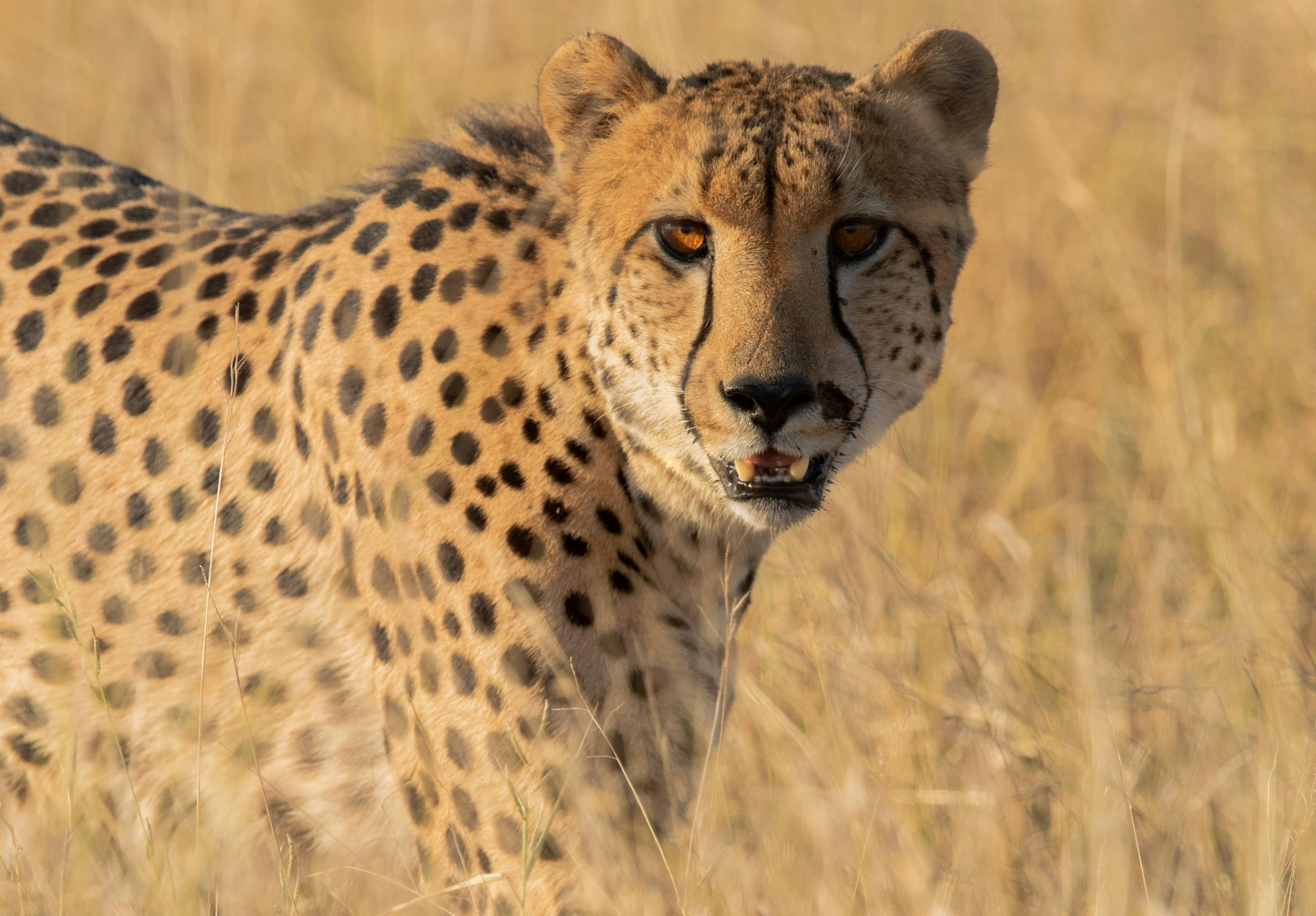 Cheetah Plains Private Game Reserve 86/96