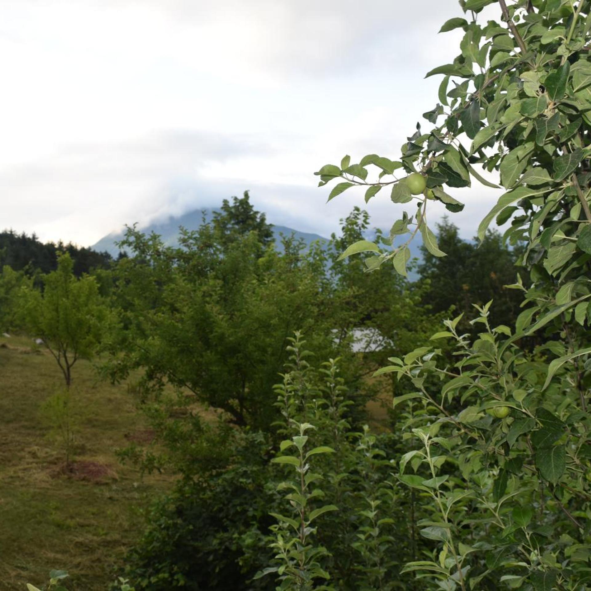 Mars Otel Artvin 40/50