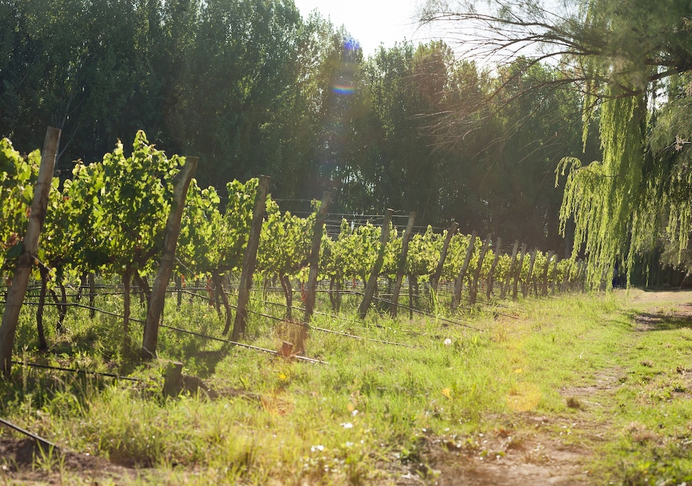 Postales Boutique WIne Hotels - Valle de Uco 46/50