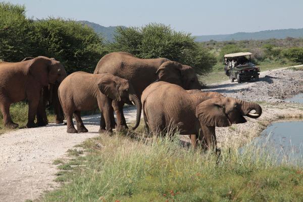 Tau Game Lodge 44/56