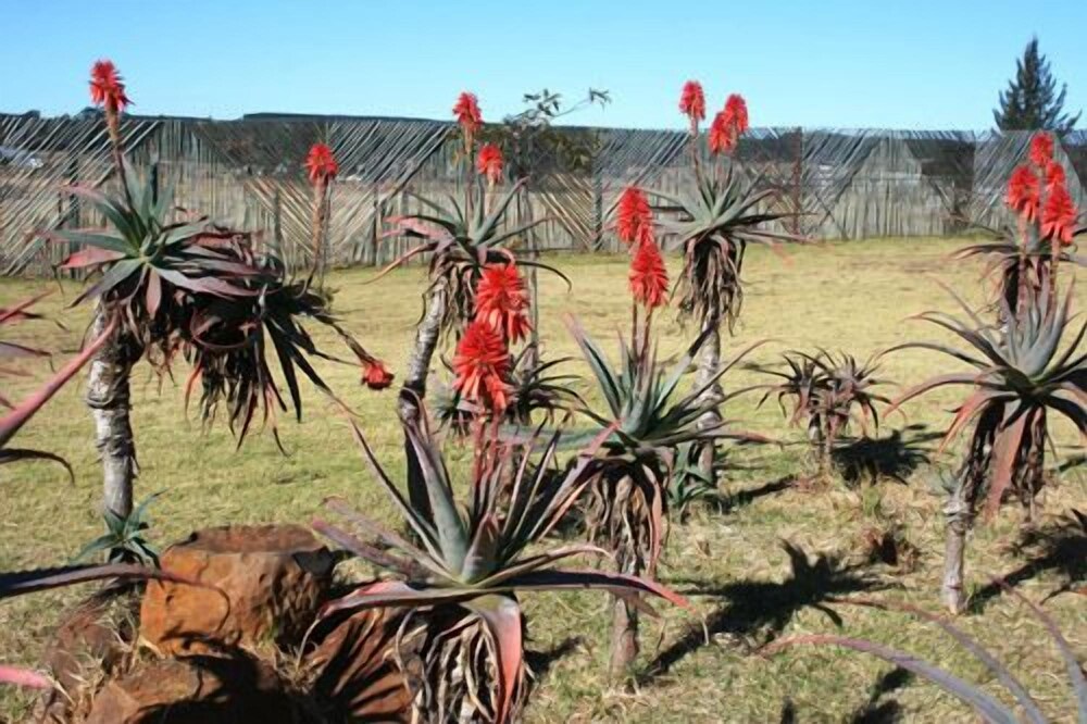 African Flair Country Lodge 15/26