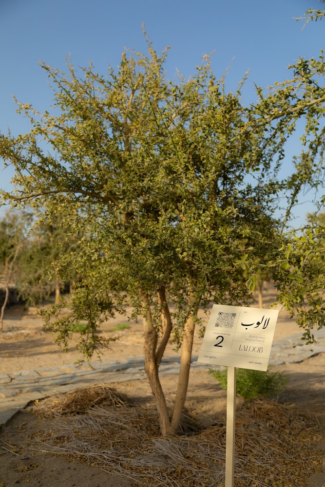 Wadi Sabarah Lodge 37/50
