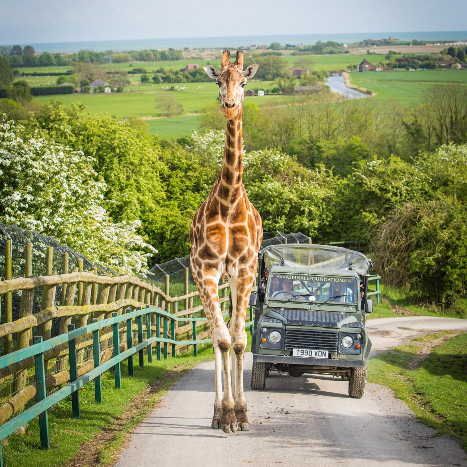 Port Lympne Reserve - Port Lympne Hotel 23/26